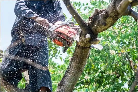 tree services Vermillion